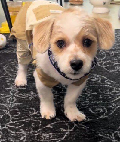 似合い過ぎてる…！！