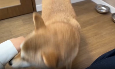 激しく動く犬1