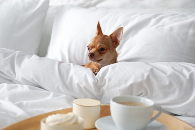 テーブルのコーヒーと犬