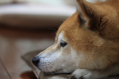 元気なく伏せる柴犬