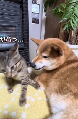 焦るゆずくん