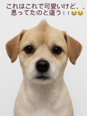 さっぱりしすぎちゃった…？