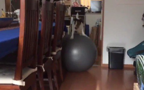 移動することも出来る!