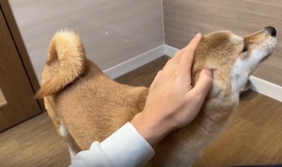 なでられる犬1