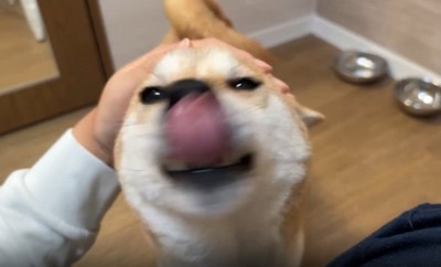 舌を出す犬