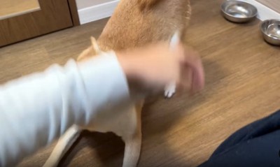 激しく動く犬2