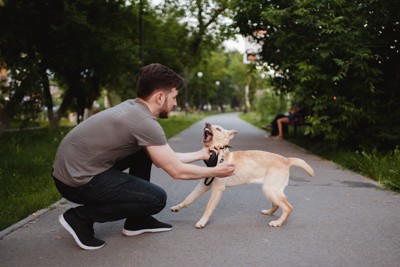 嫌がるレトリバーの子犬