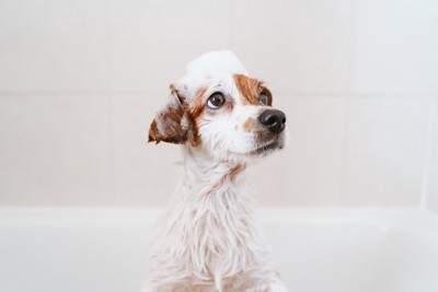 バスタブの中で泡を頭にのせた犬