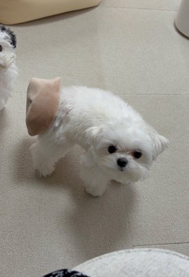 しっぽがおもちゃにハマっている!?