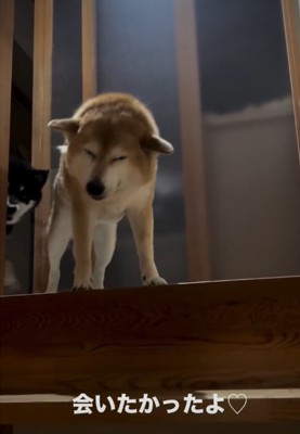 笑顔の犬