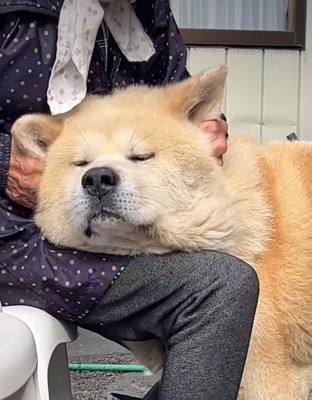 幸せそうな顔にホッコリ