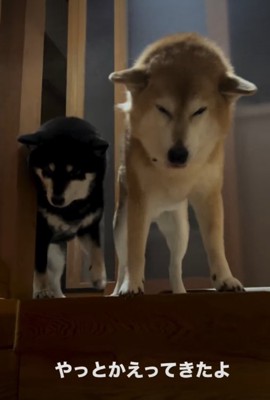 2匹の犬1