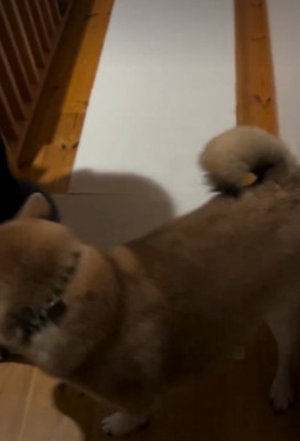 犬の後ろ姿