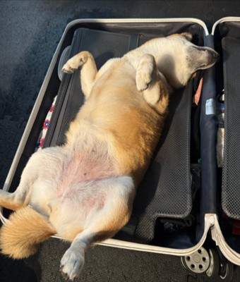 柴犬