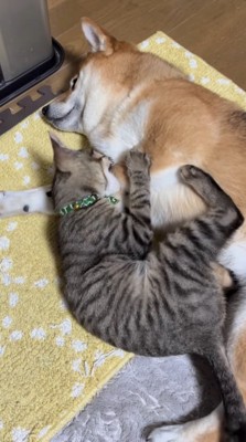 犬の前足を甘噛みする猫