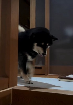 黒い犬