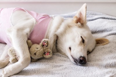 穏やかな顔で眠っている術後服を着た犬