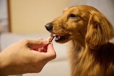 おやつをもらう犬