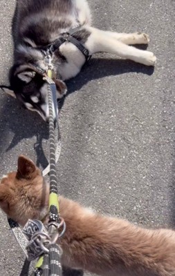 「兄ちゃん!起きて!」