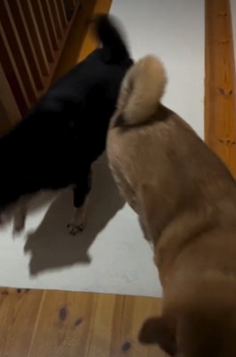 2匹の犬2