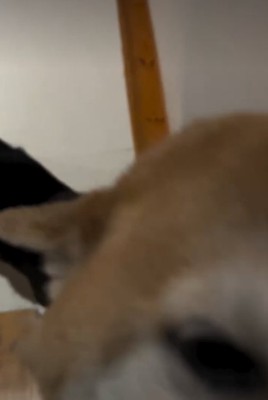 アップの犬