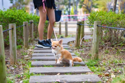 散歩を嫌がる犬
