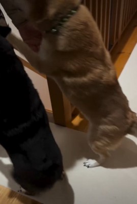飛びつく犬
