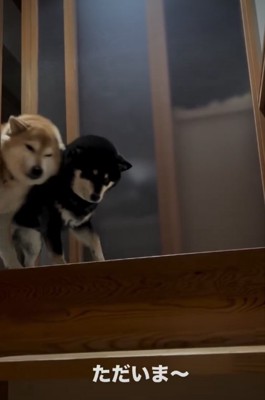 並ぶ2匹の犬1
