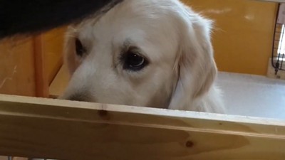 睨んで「大嫌い!」とアピール