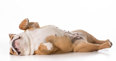 仰向けで眠る犬