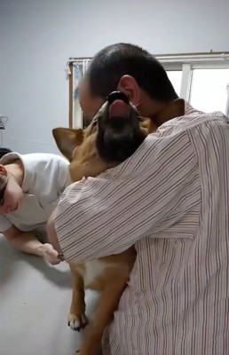 舌を出すわんこ