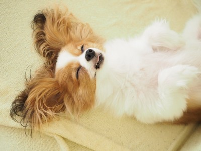舌を出して眠る犬