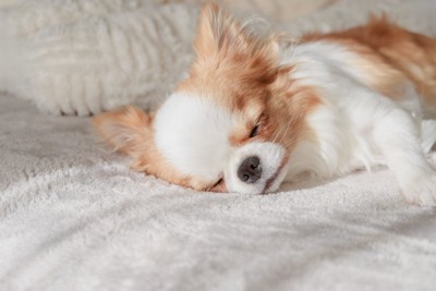 眠る子犬