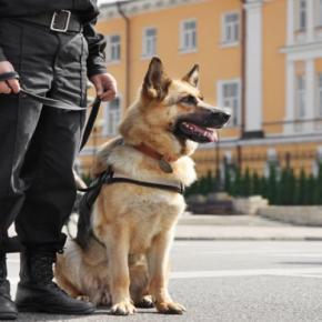 『記憶力がいい』といわれている犬種4選　学習能力が高い理由や飼い方の注意点まで