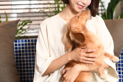 抱っこ、茶のダックス