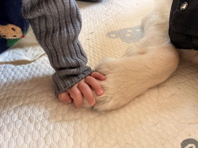おてて