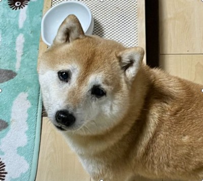 困り顔