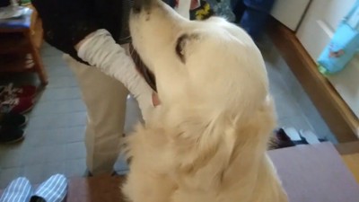 「偉いね~」と撫でると…