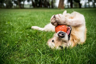 おもちゃで遊ぶ犬