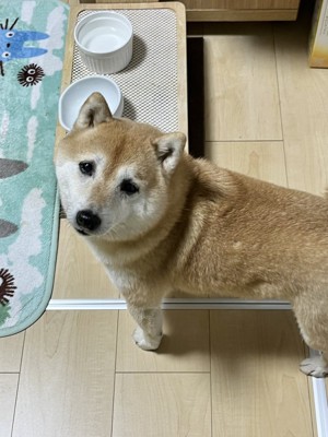 空のお皿