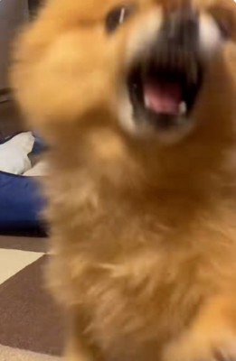 怒るわんこ