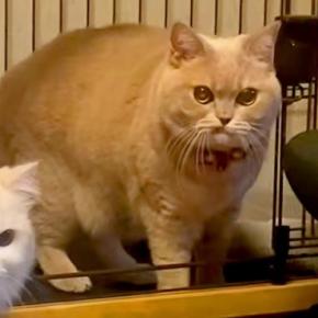 犬が『自分のお部屋を猫に占領されてしまった』結果→あまりにも愛おしい『精一杯の抵抗』が81万再生「猫さん強すぎるｗｗ」「キレ顔かわいい」