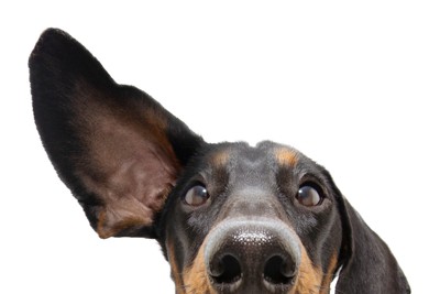 片耳を上げている犬