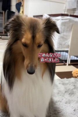 「ごめんなさい」としょぼーん