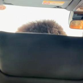 車の後部座席から助手席を撮影→『人の頭が映っている』と思いきや…目を疑う『まさかの正体』が35万再生「騙されたｗｗ」「何回見ても笑う」