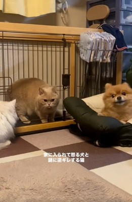 ころもちゃんをチラ見するわんこ