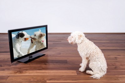 テレビの前に座る犬