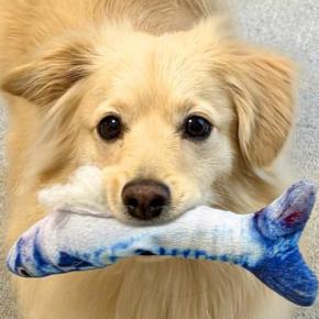 なぜか『魚のおもちゃ』を何度も見せに来る犬→まさかの『策士すぎる思惑』が13万表示「人間がチョロいの知ってて草」「学習能力高いｗ」と絶賛