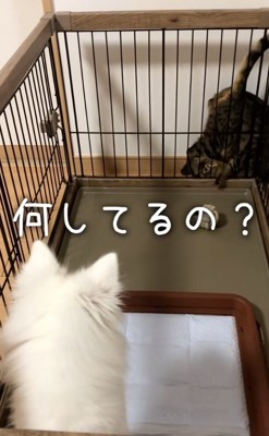 困惑するガブちゃん