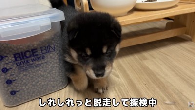 脱走成功♪